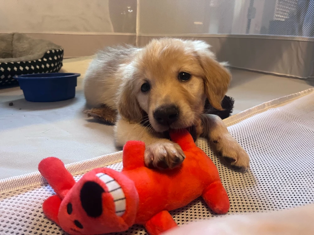 Little did I know, the chewing would never end.