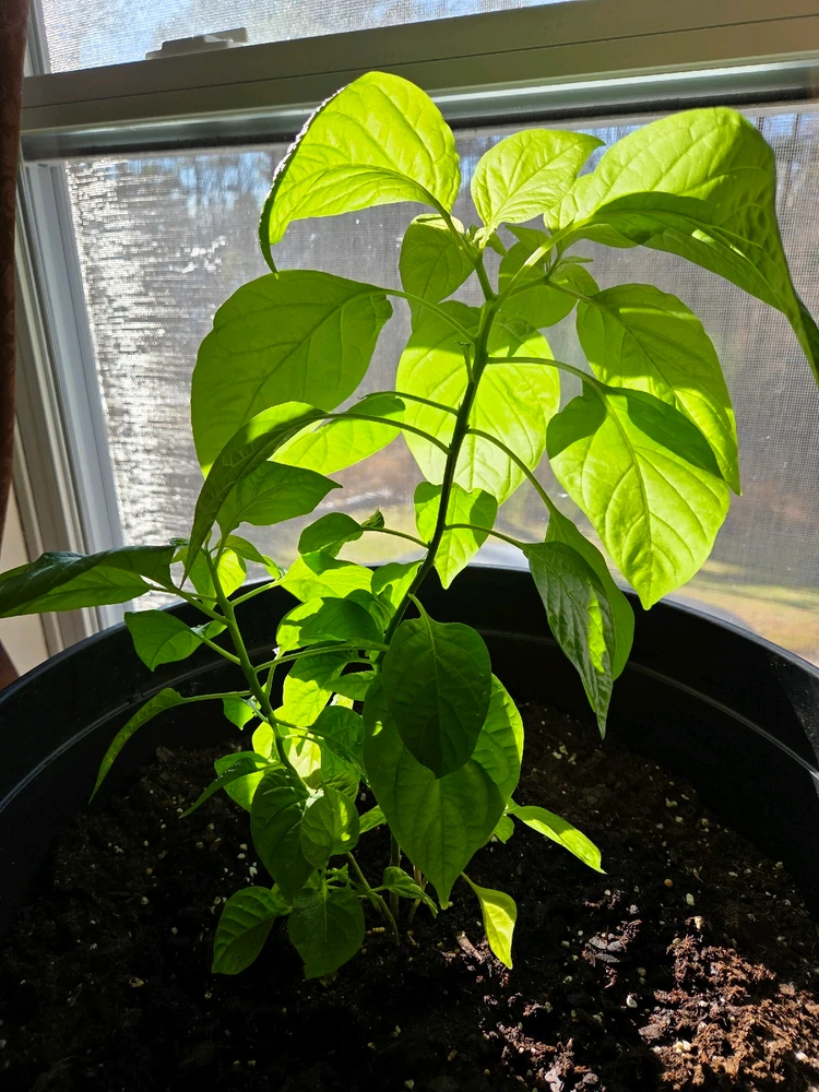 Gambar diunggah dening Giovanni