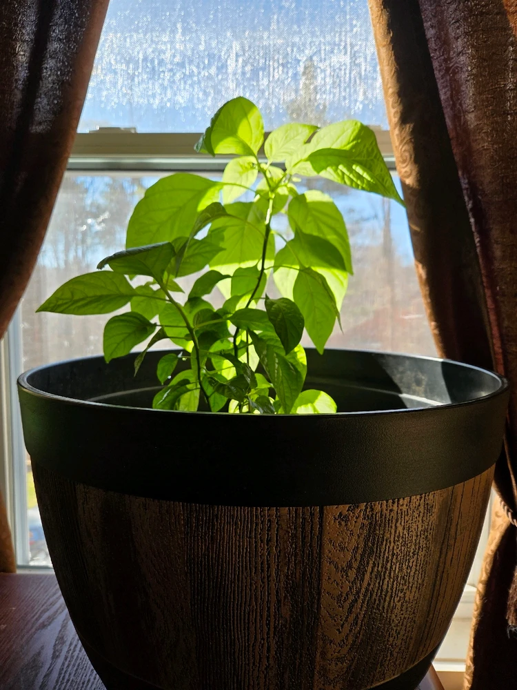 Gambar diunggah dening Giovanni