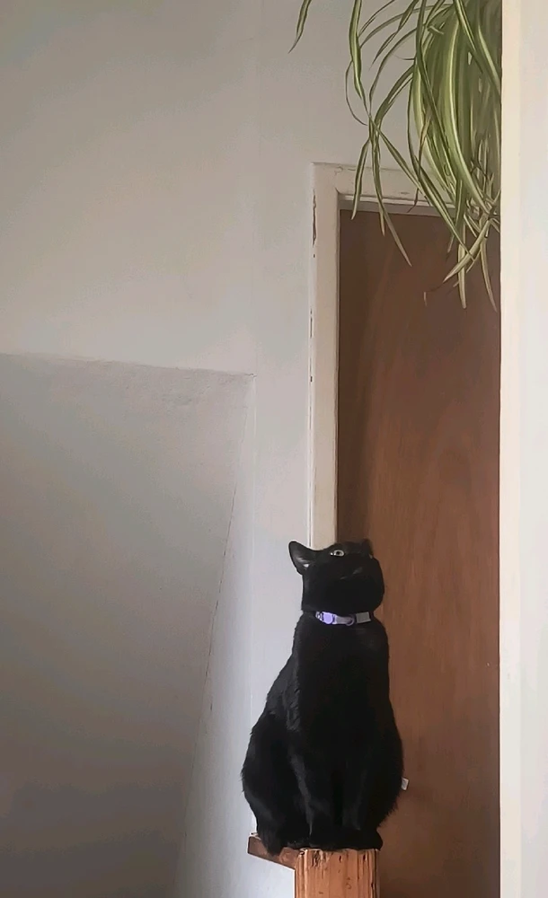 GIF uploaded by Jodie