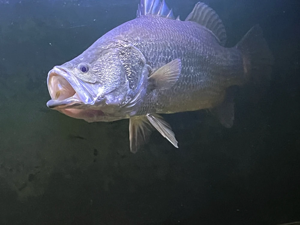 Image uploaded by Pascal