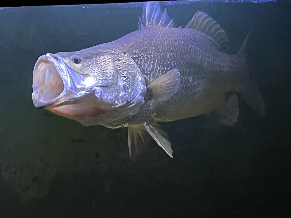 Image uploaded by Pascal