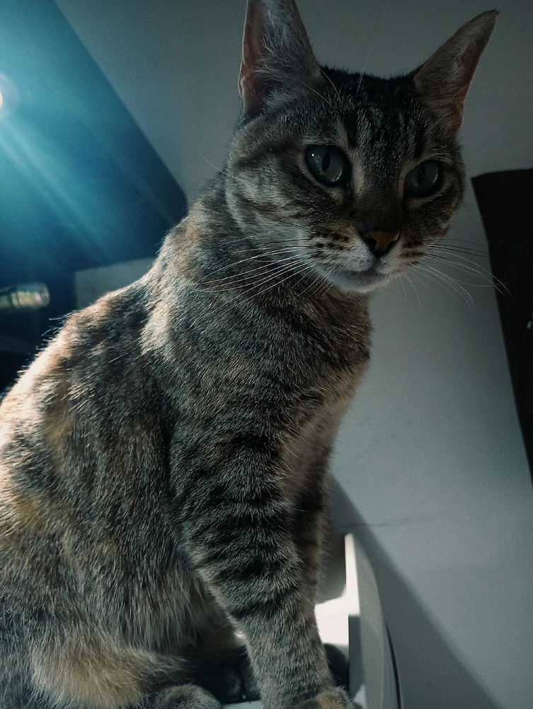 GIF subido por Francisco