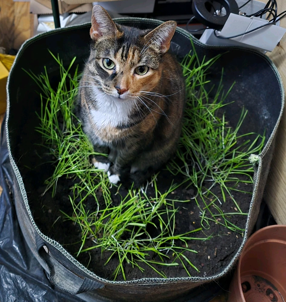 GIF uploaded by Tarik