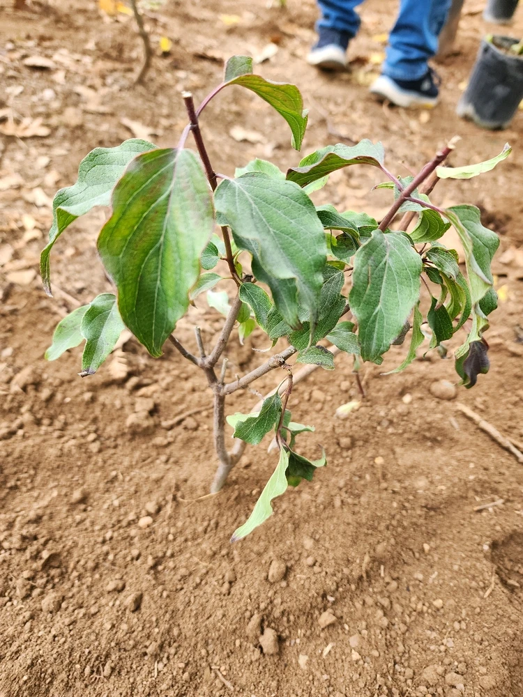 Image uploaded by Kyron