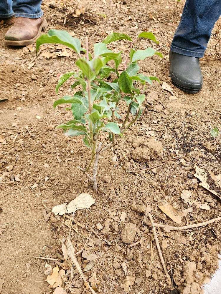 Image uploaded by Kyron