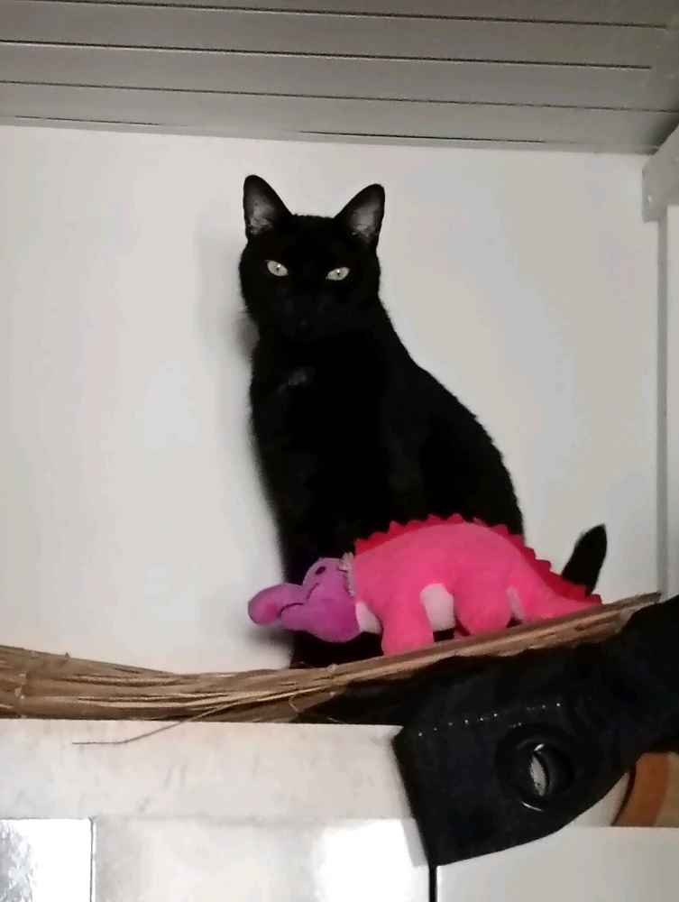 Image uploaded by Vickye