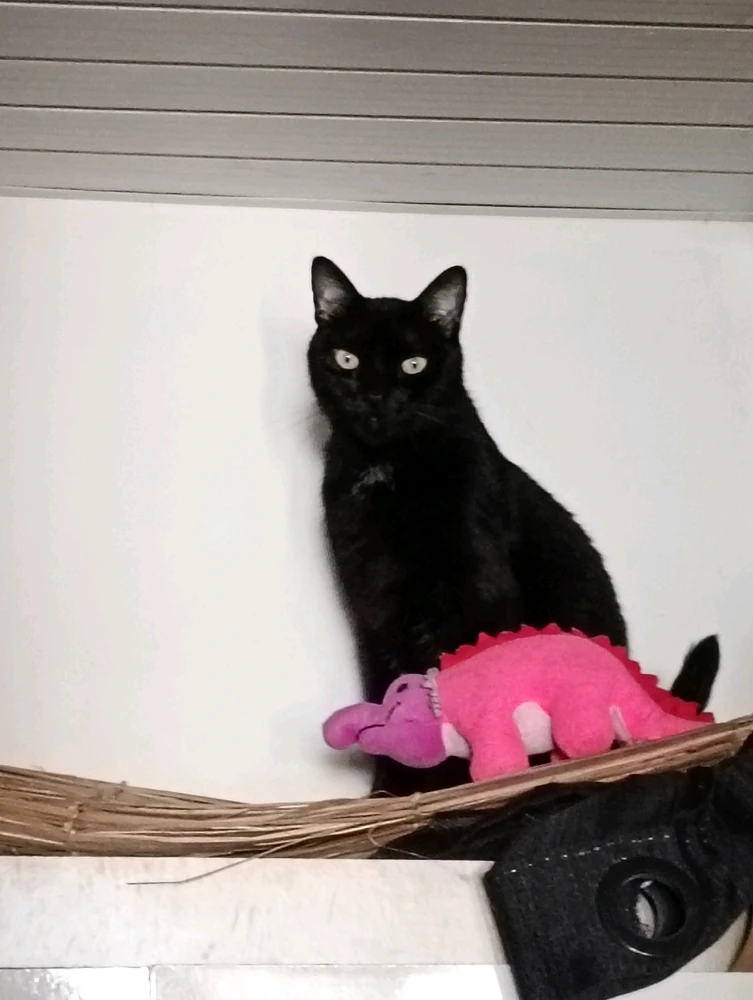 Image uploaded by Vickye