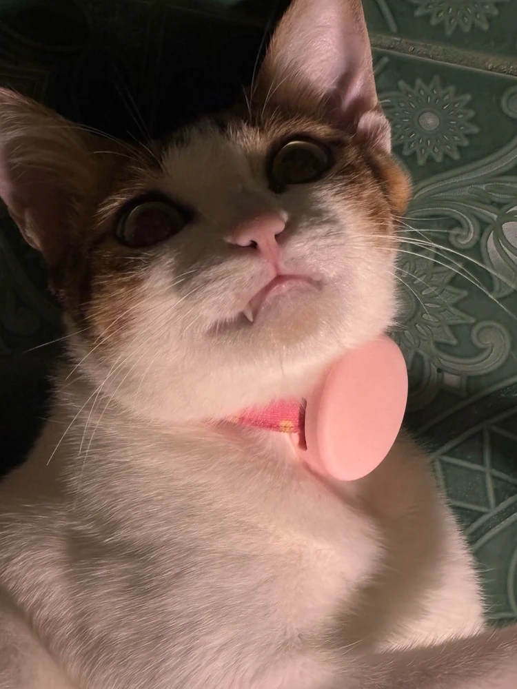 GIF uploaded by Pat♡