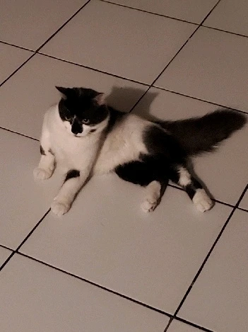 GIF subido por Alexis Ricardo