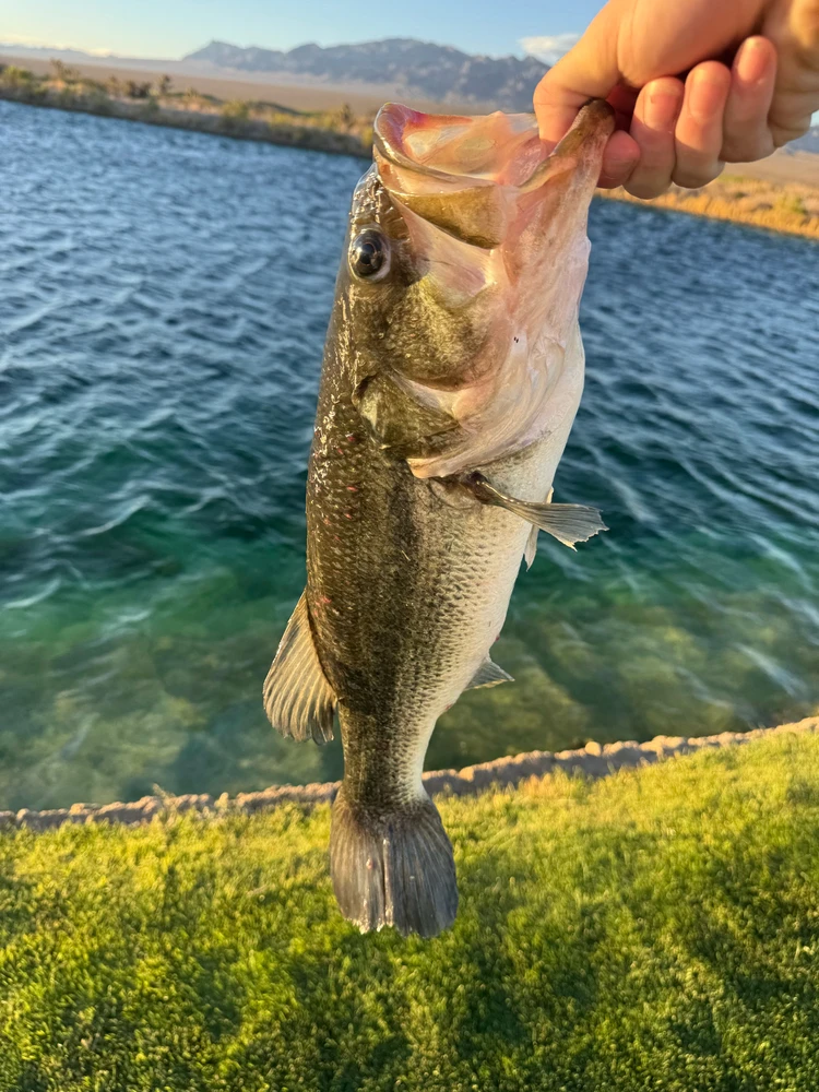 Image uploaded by Wyatt