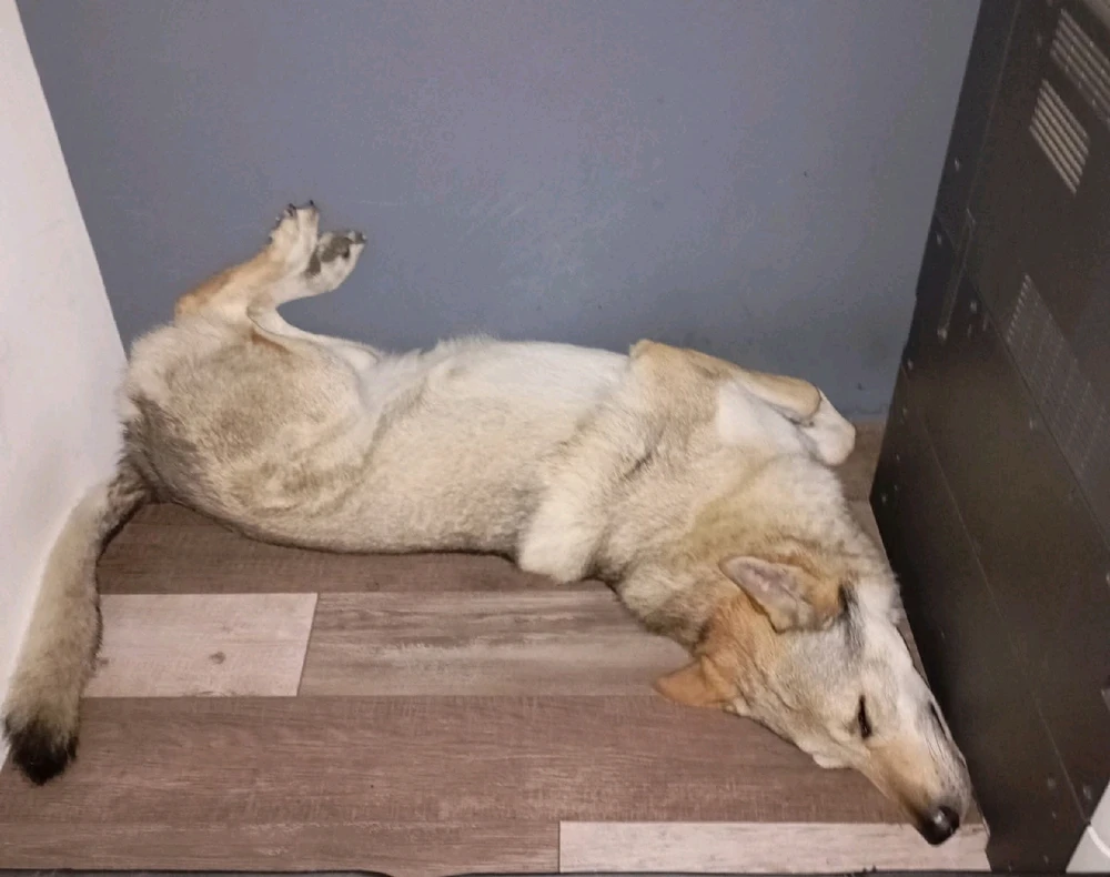 GIF ajouté par Eneko