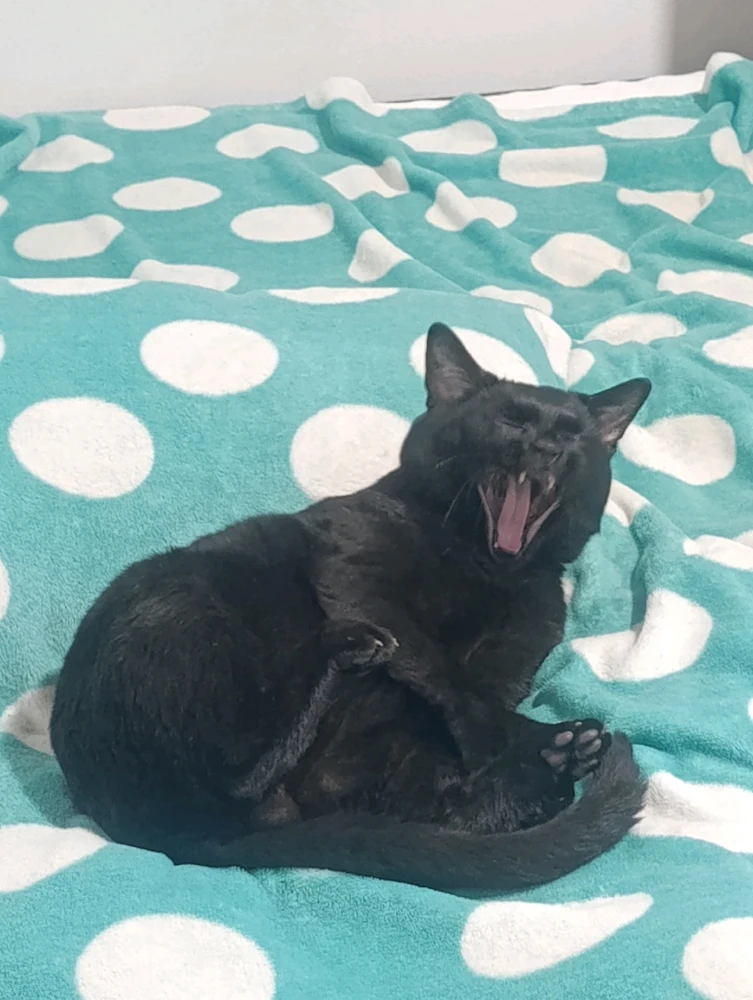 GIF subido por David