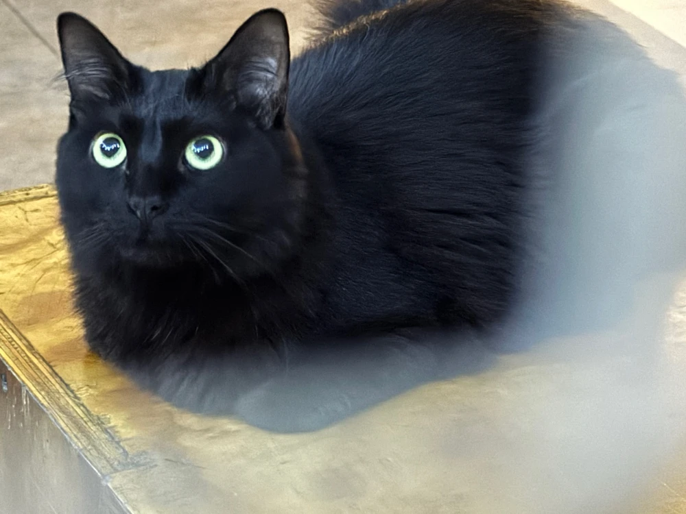 GIF subido por Mateo