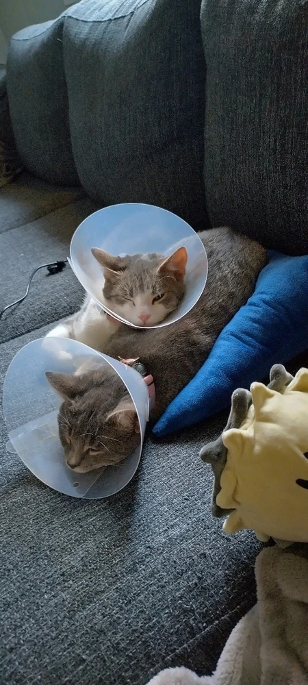 Image uploaded by Molly