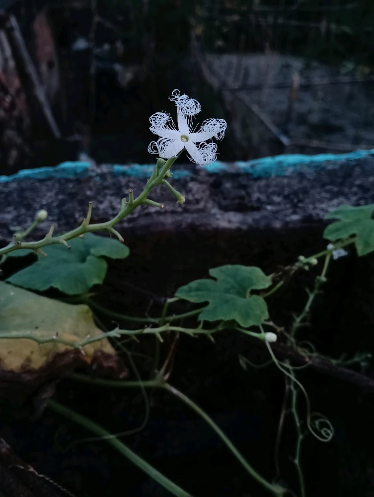 GIF diunggah dening Sayantan Bag