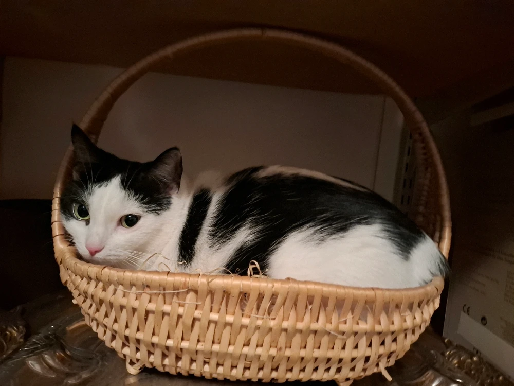 Image uploaded by Aida