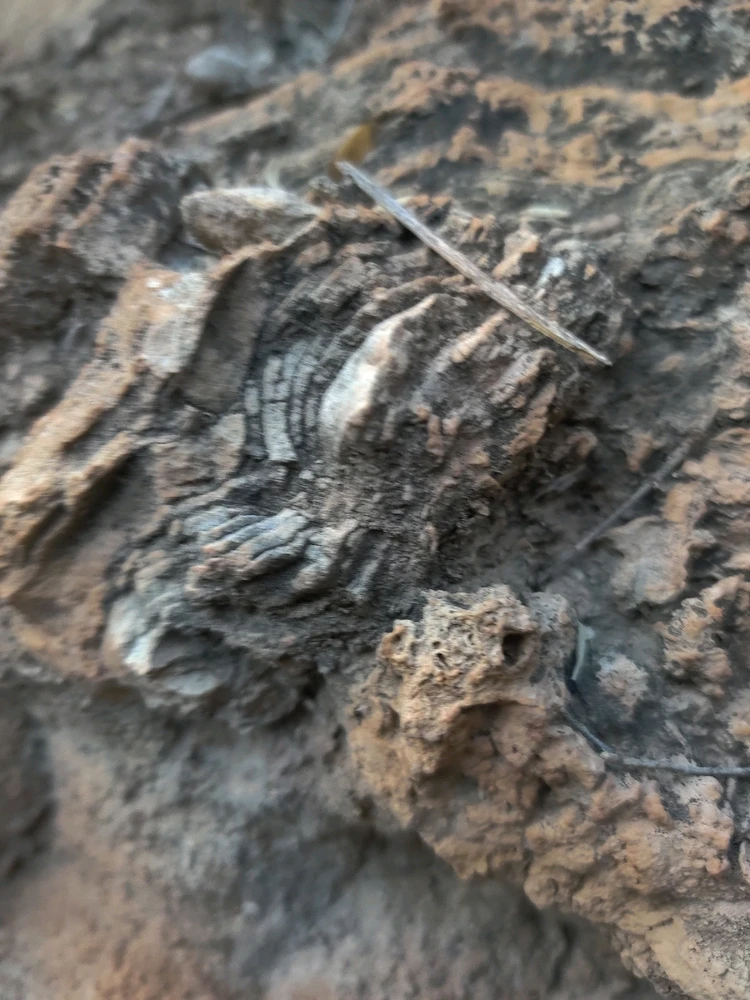 Image uploaded by berry