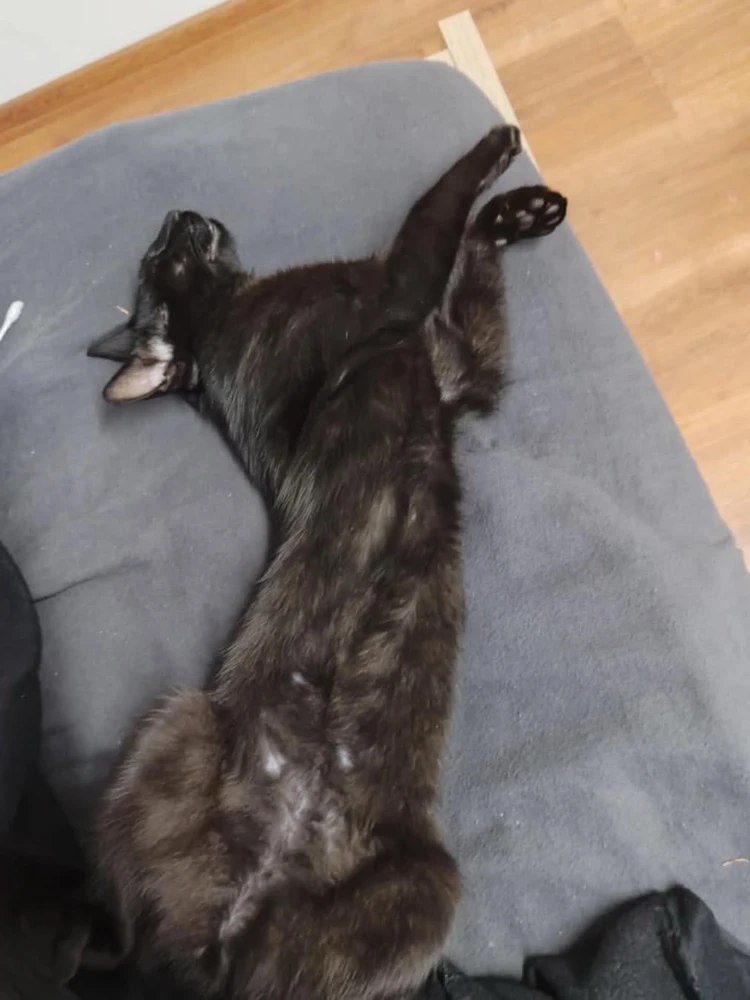 GIF diunggah dening Sebastian