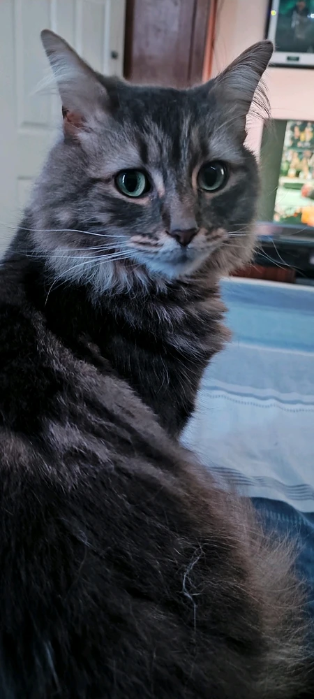 Gambar diunggah dening Andy