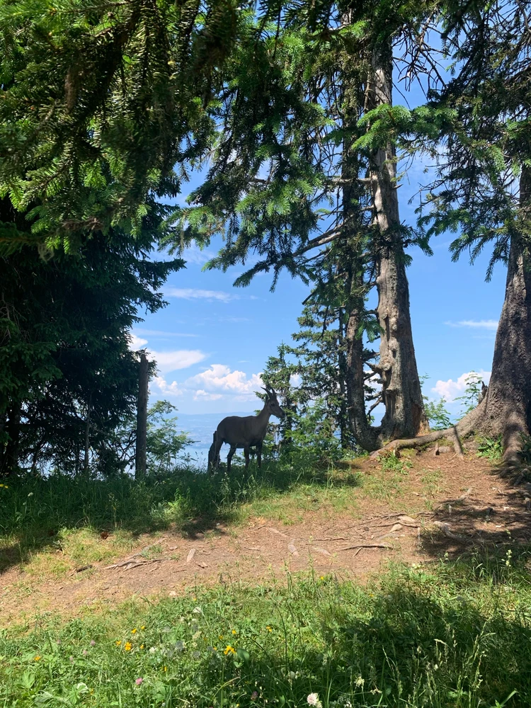 Image uploaded by Illona