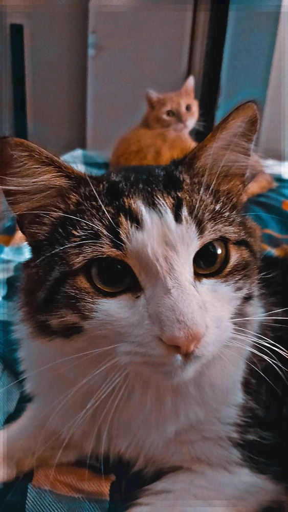 GIF üles laaditud kasutajalt Silvo