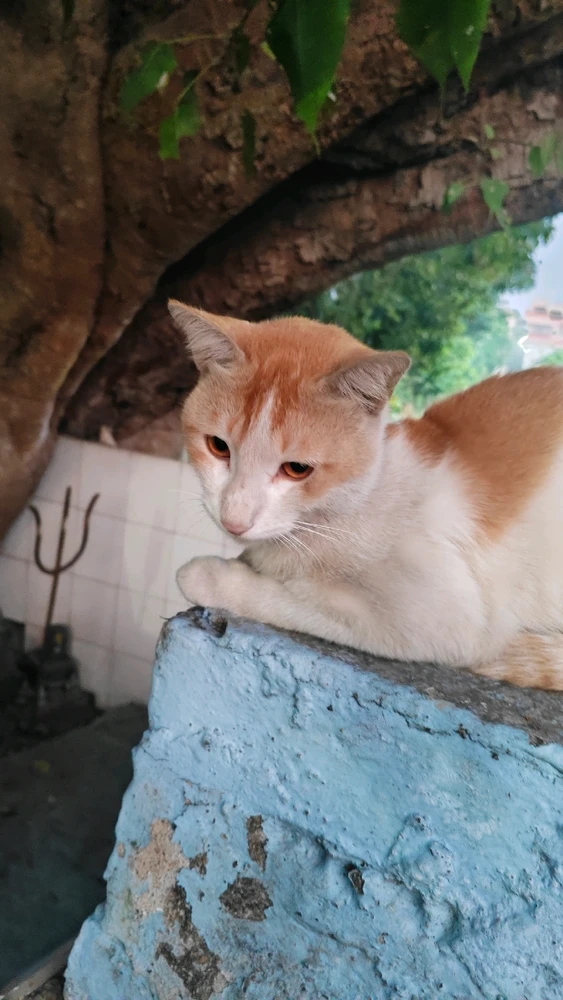 Gambar diunggah dening Arijit