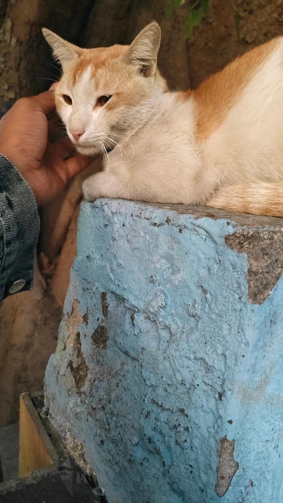 Gambar diunggah dening Arijit