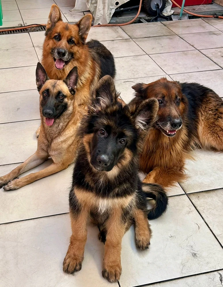 GIF enviado por Heitor