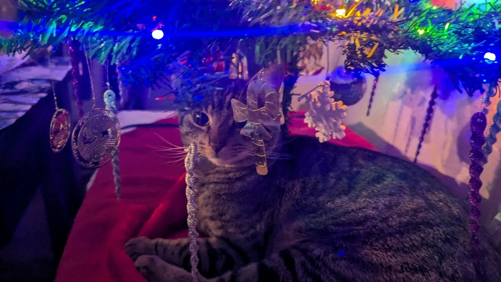 Gambar diunggah dening Moondoggy