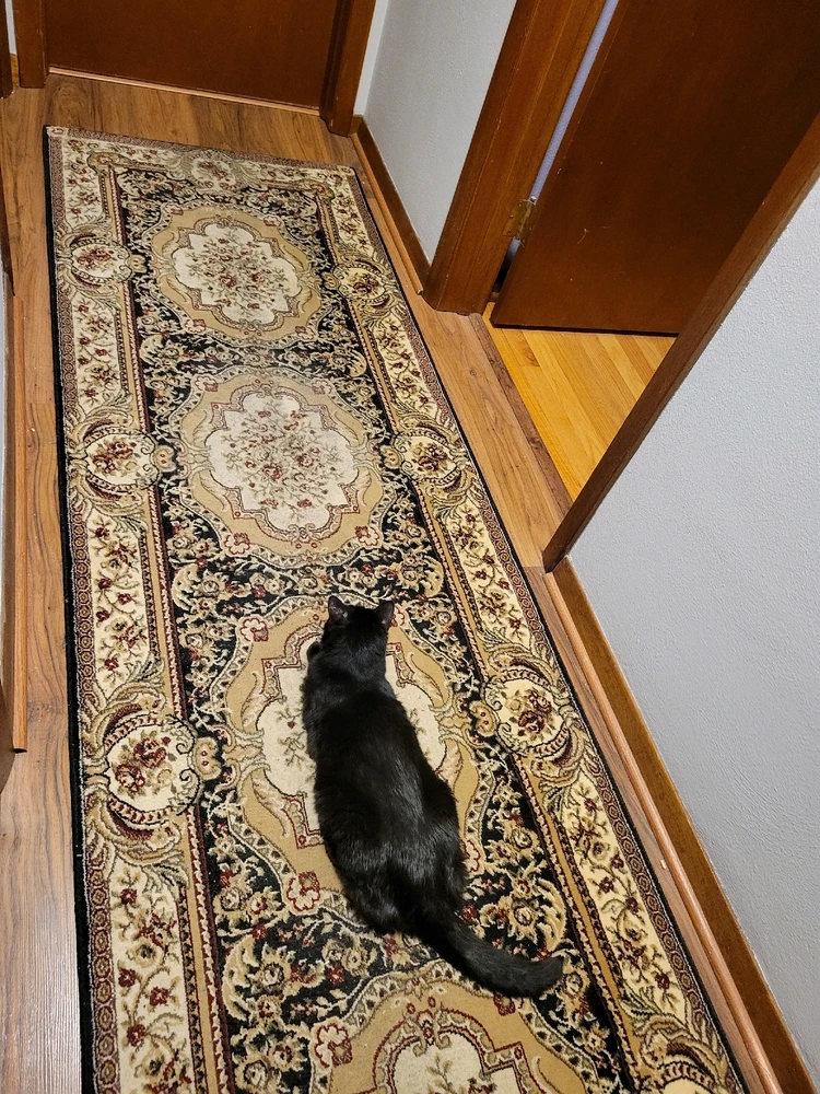 Image uploaded by Stazi