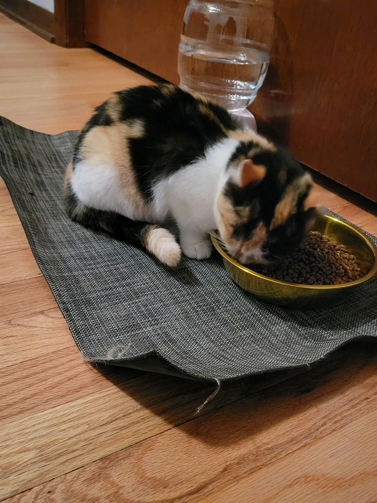 Image uploaded by Stazi