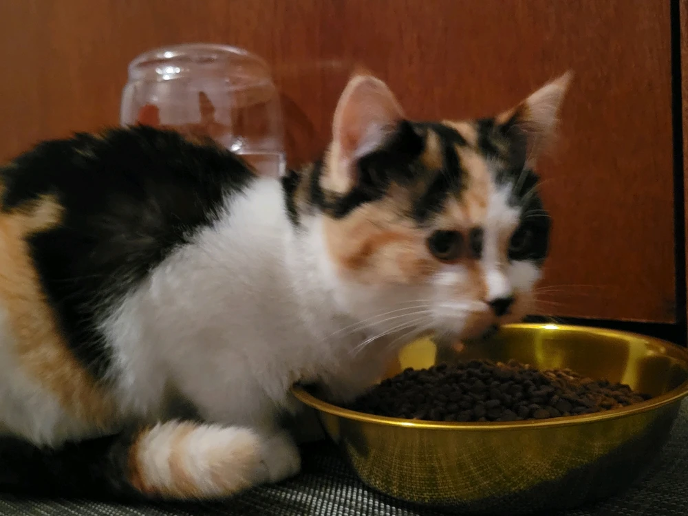 Image uploaded by Stazi