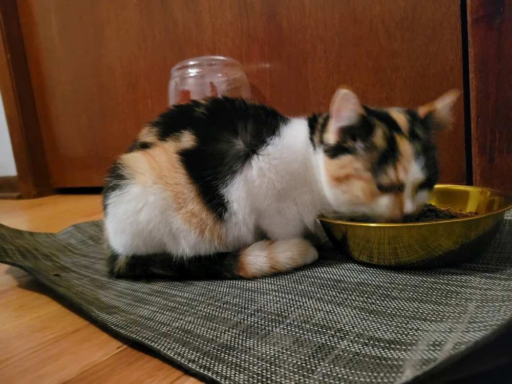 Image uploaded by Stazi