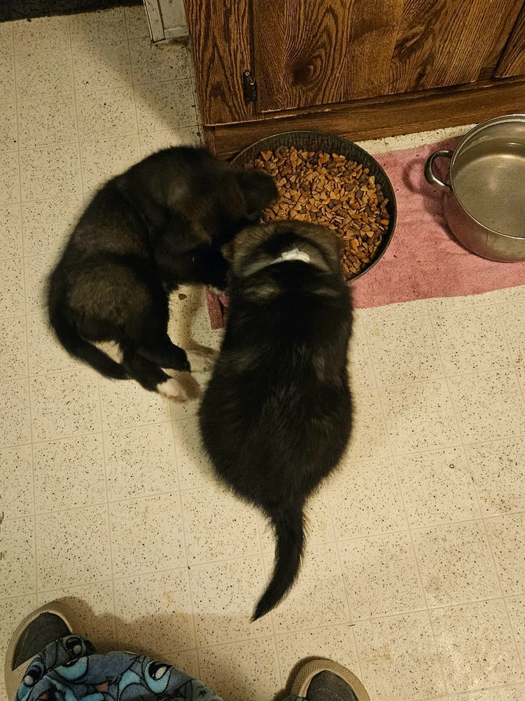 Took naps there lol we free feed allow them to learn when its too much done it through the years with many babies