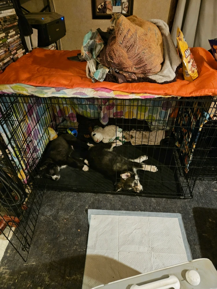 New kennel