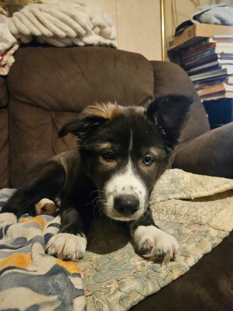 Goober
