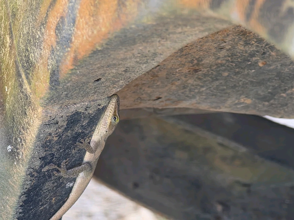 Image uploaded by Tylor