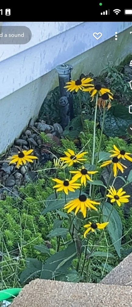 Image uploaded by Postivebutterfly