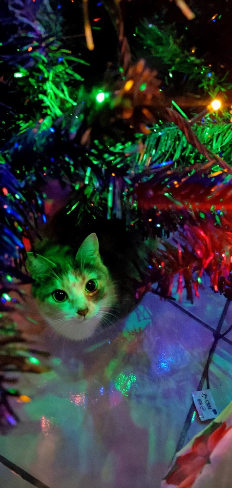 IsraelがアップロードしたGIF