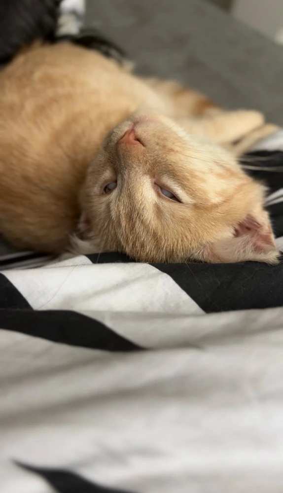 GIF uploaded by Sebastian