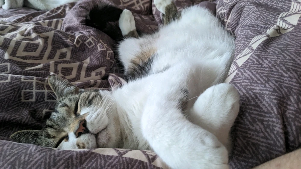 GIF uploaded by Paul