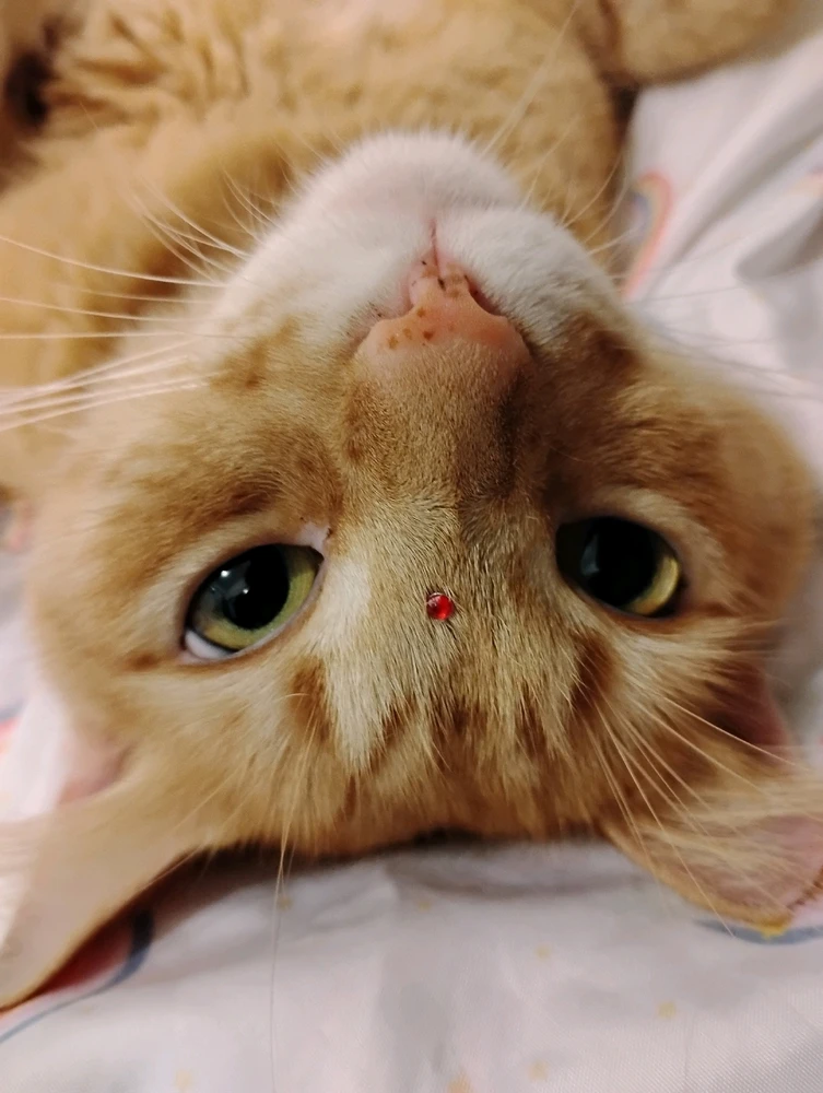 GIF uploaded by Neko