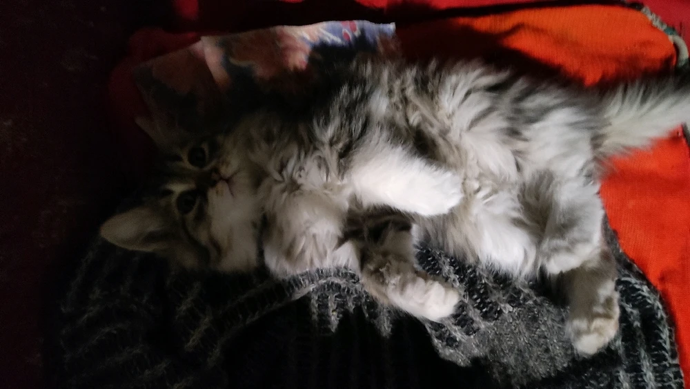 Image uploaded by David