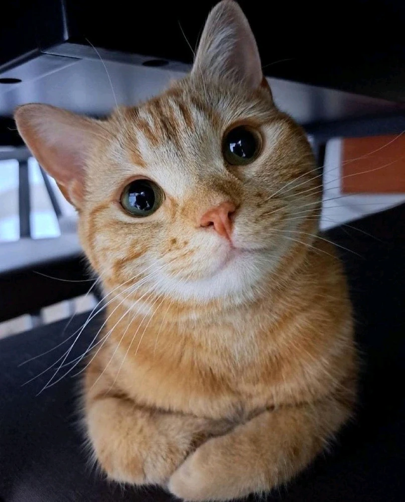 GIF uploaded by Shafiq