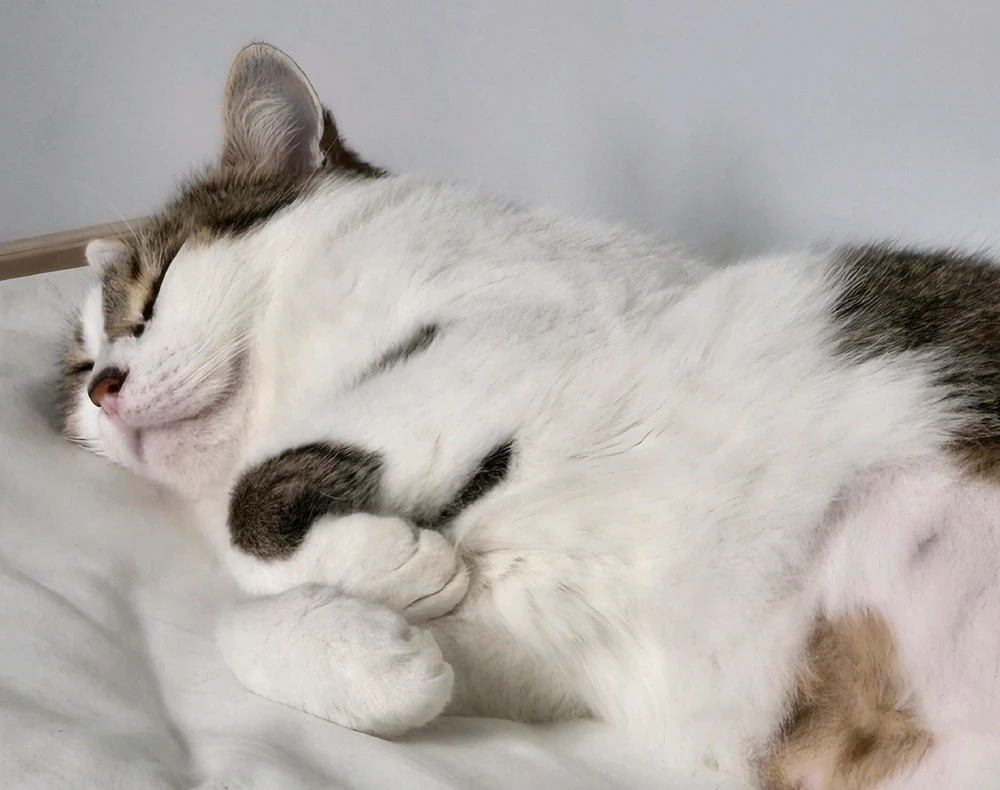 GIF uploaded by Marissa