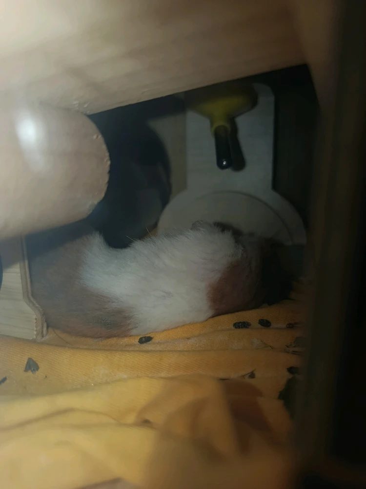 Eli, a hamster, sleeping with his back to the camera. 