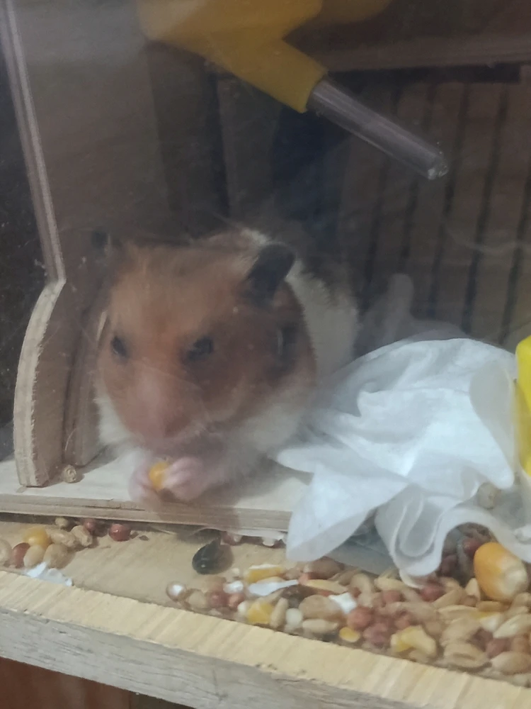 Eli, a hamster, eating his meal.