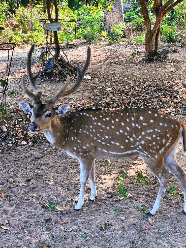 Image uploaded by Pamod Weerasinghe