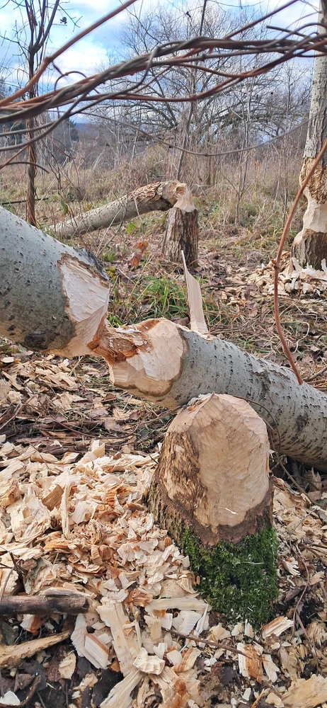 Obrázek nahrál Bohdan